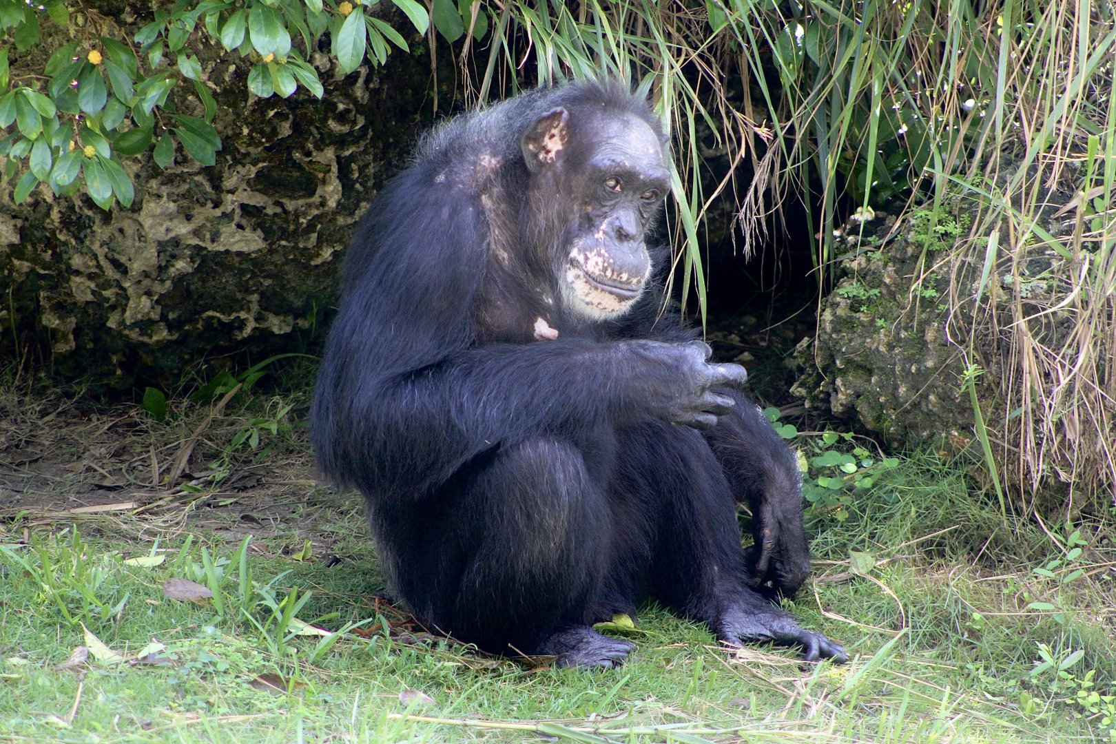 Chimpanzee (Pan troglodytes)
