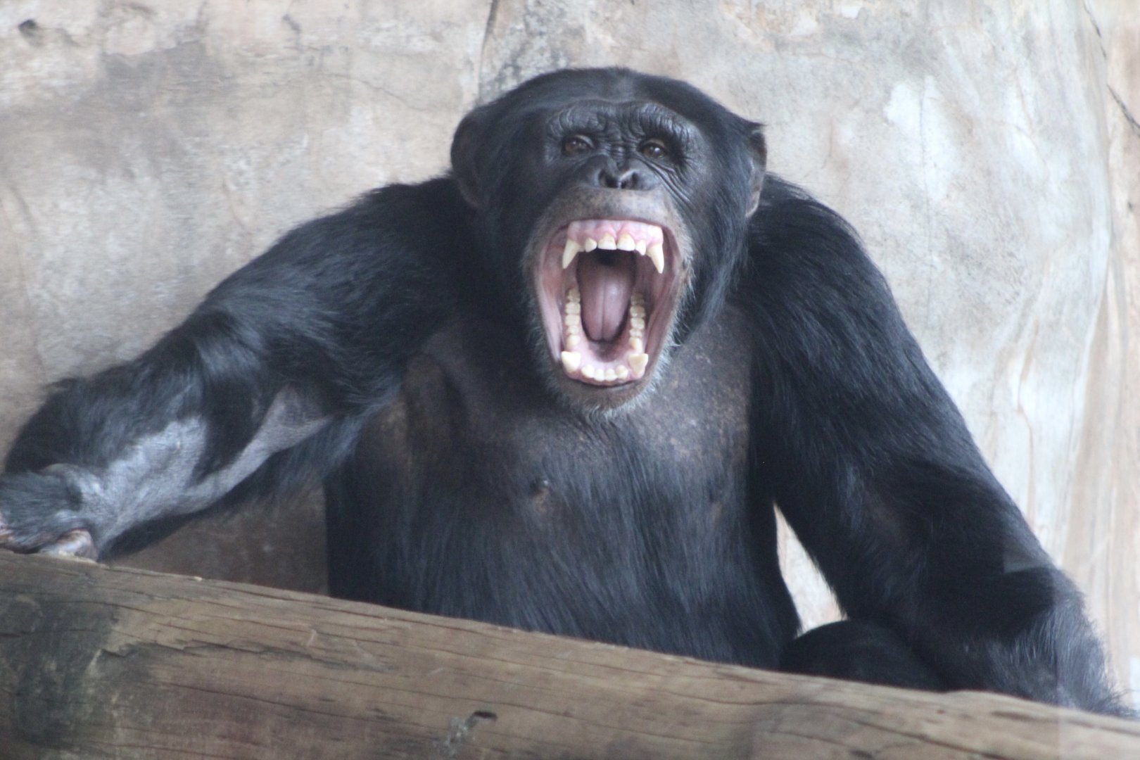 Chimpanzee (Pan troglodytes)