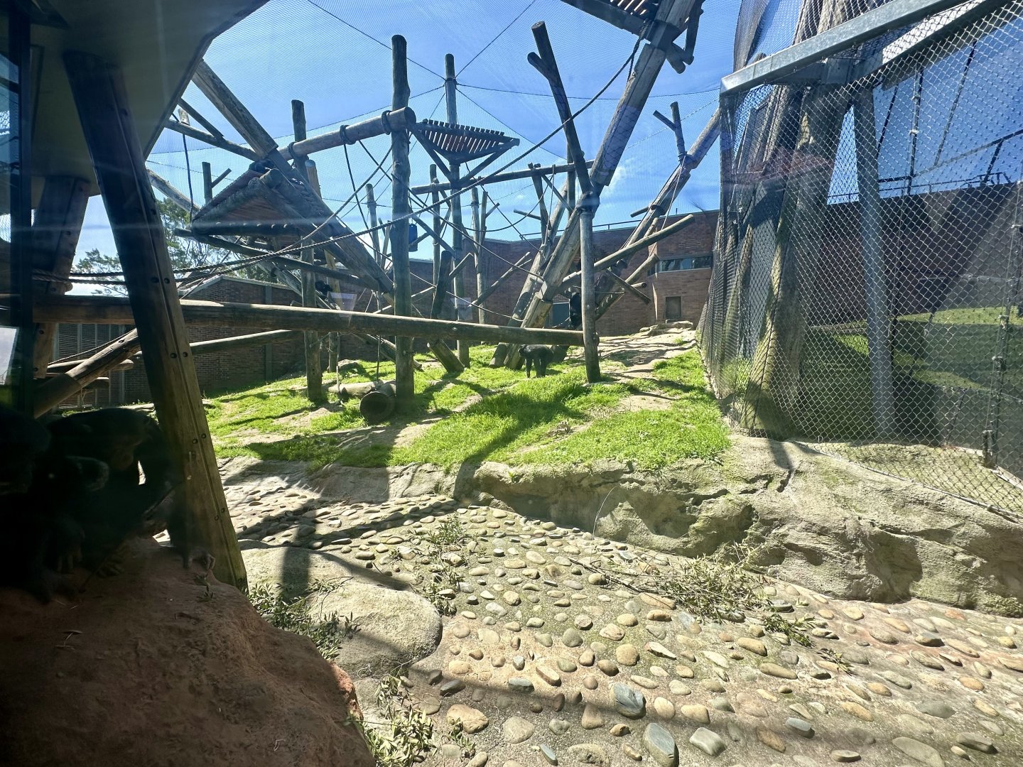 Chimpanzee Park - Netted Exhibit