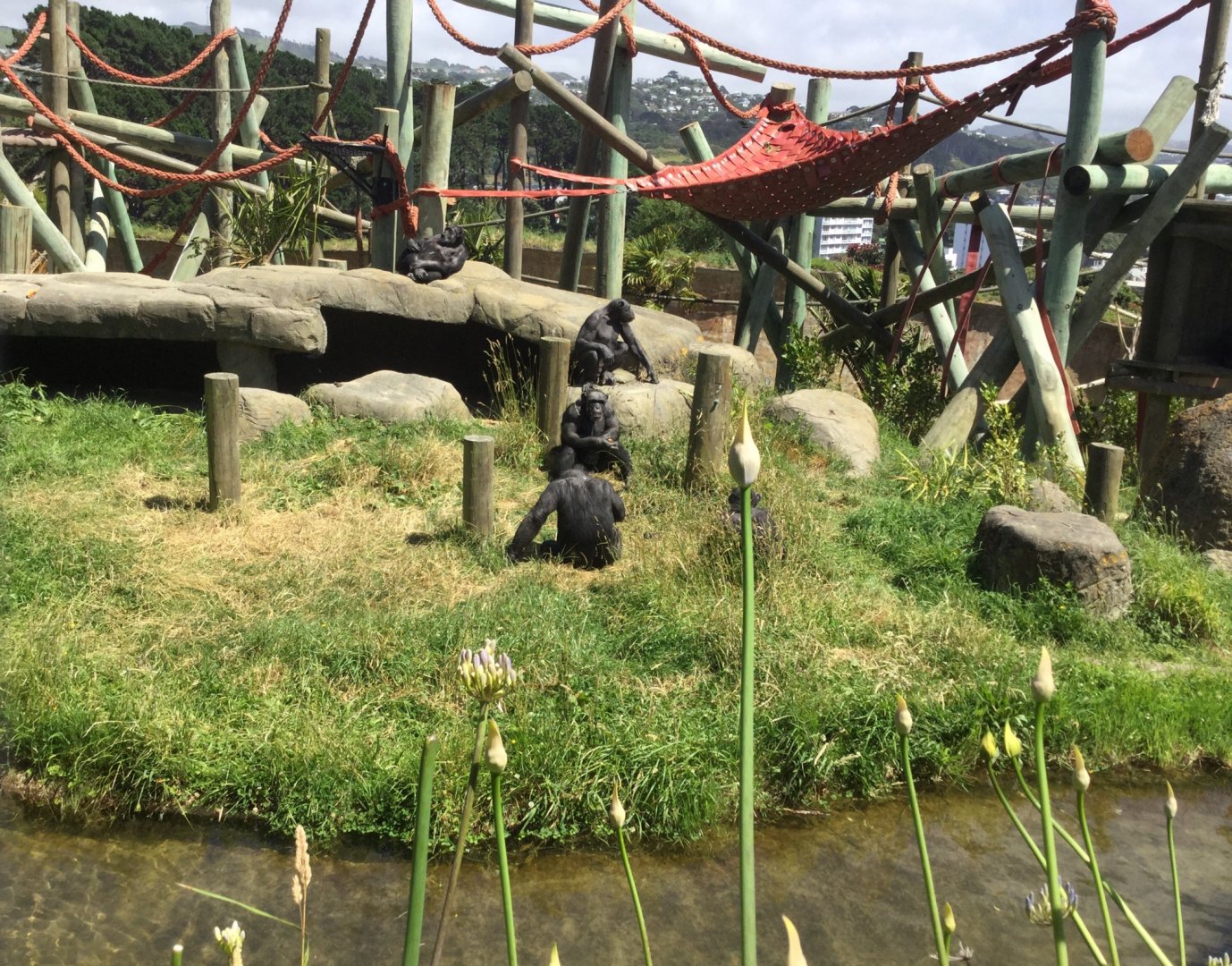 Chimpanzee Park