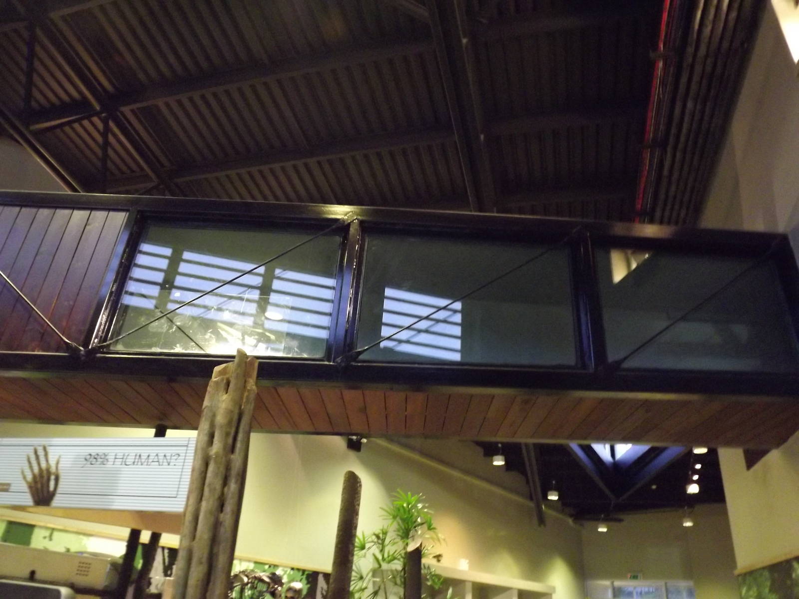 Chimpanzee passage at Edinburgh Zoo 28/12/11