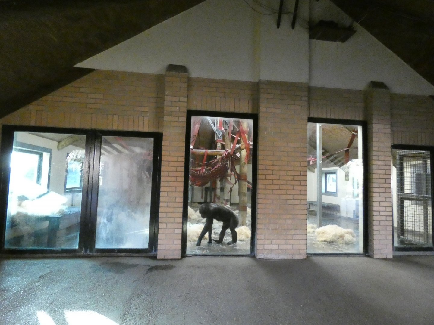 Chimpanzee Pavilion viewing area