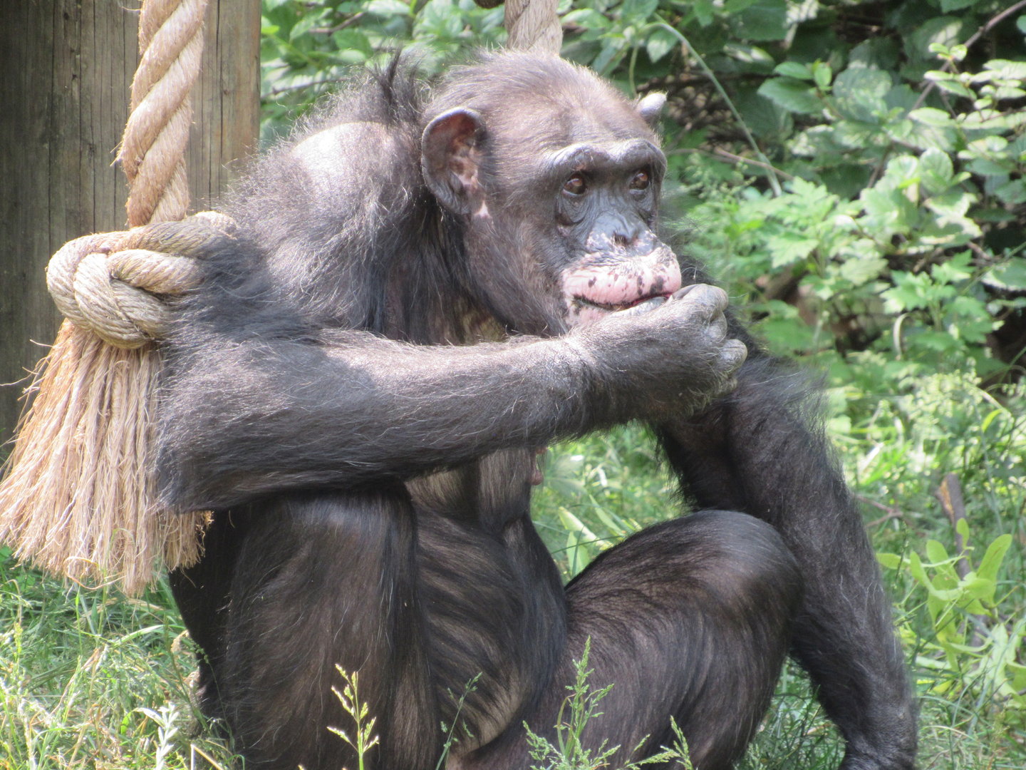 Chimpanzee Peggy - 6/18/23