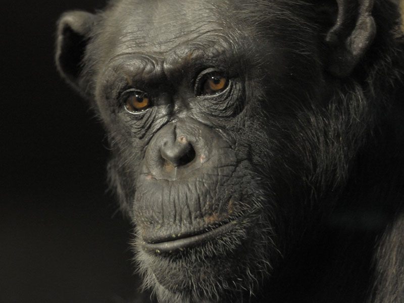 Chimpanzee portrait (1)