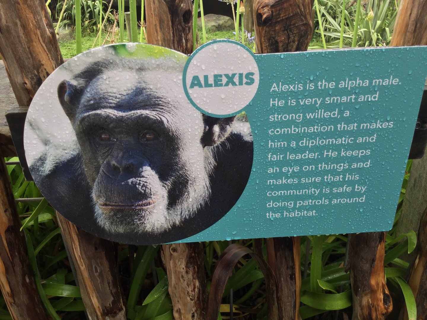 Chimpanzee Profile - Alexis