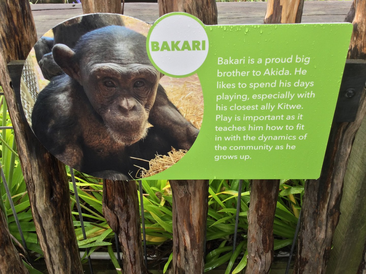 Chimpanzee Profile - Bakari