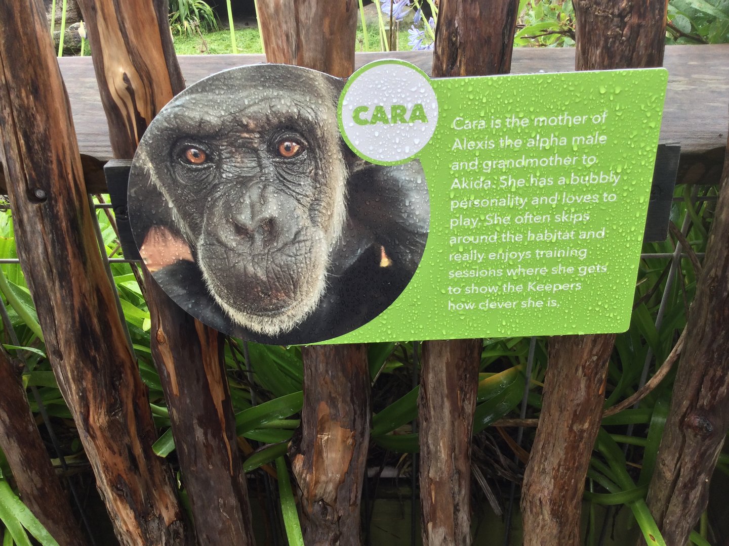 Chimpanzee Profile - Cara