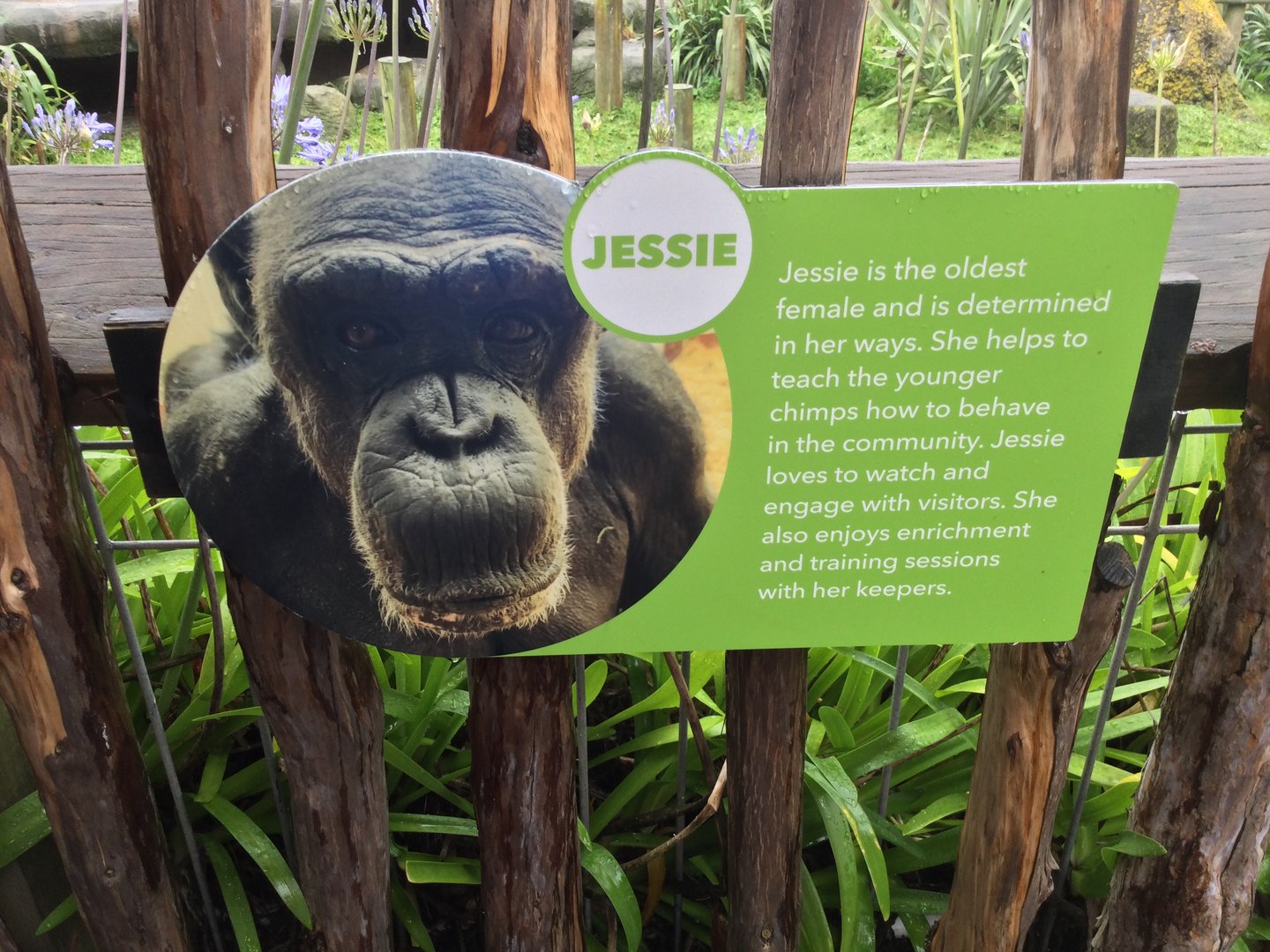 Chimpanzee Profile - Jessie