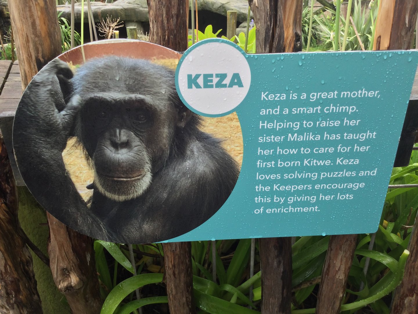 Chimpanzee Profile - Keza