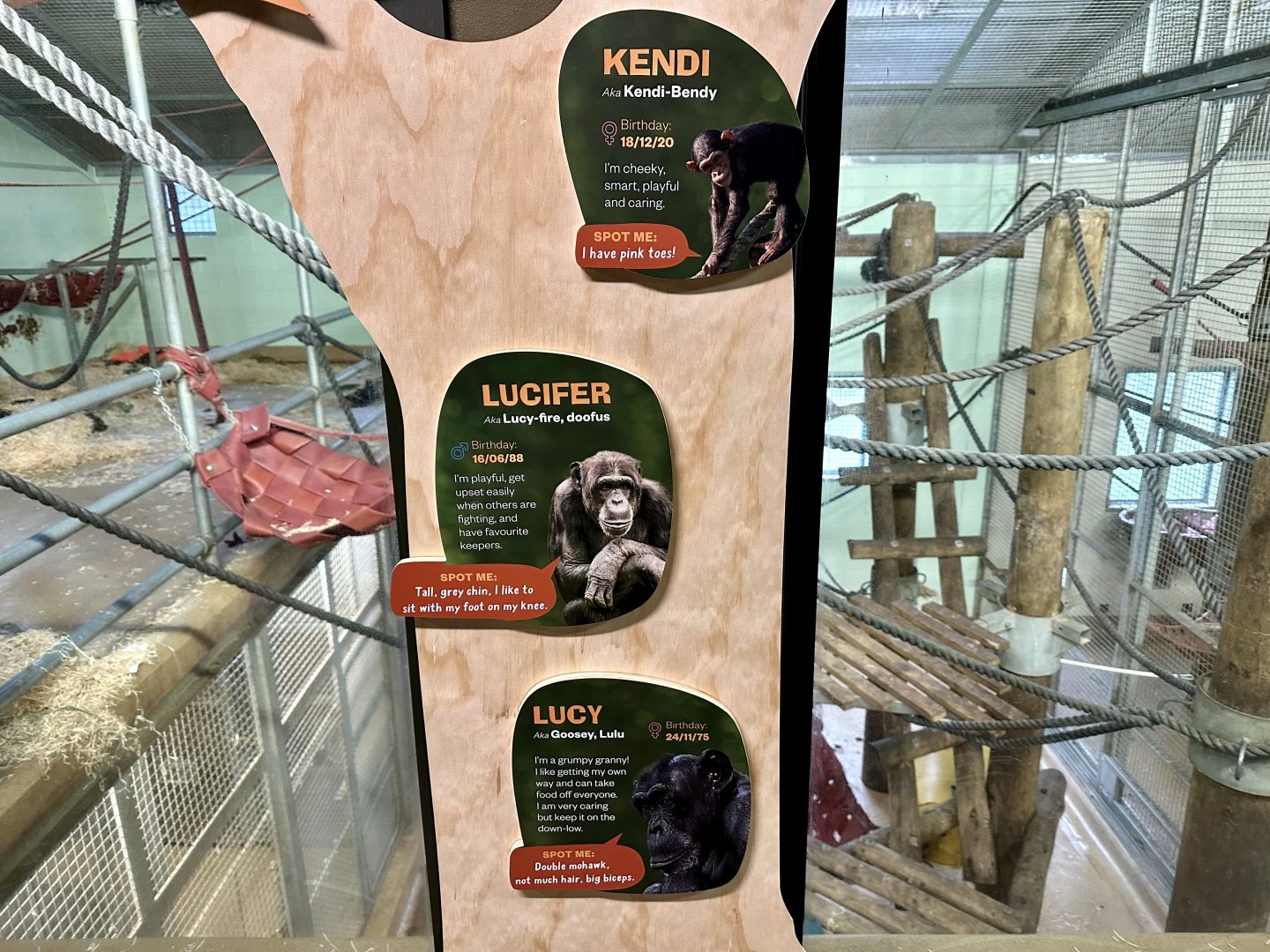 Chimpanzee Profiles 1