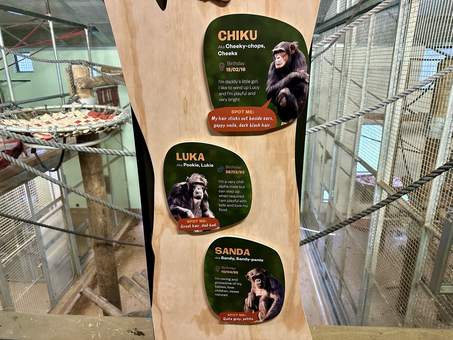 Chimpanzee Profiles 2