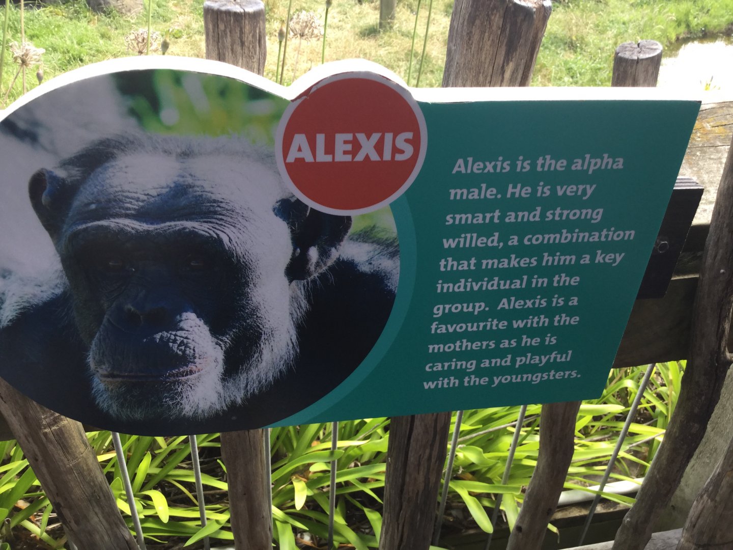 Chimpanzee Profiles 2019 - Alexis (1998)