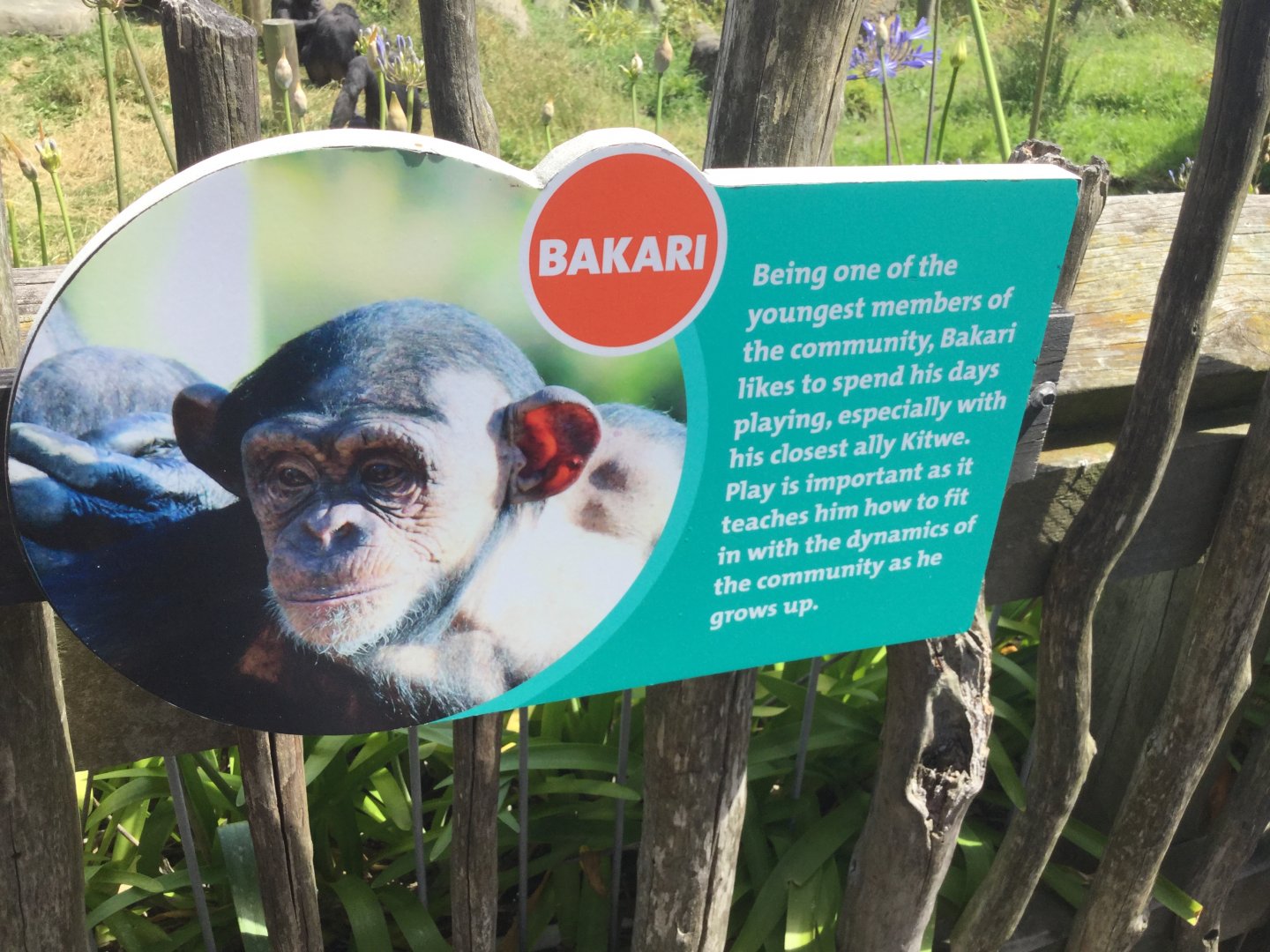 Chimpanzee Profiles 2019 - Bakari (2012)