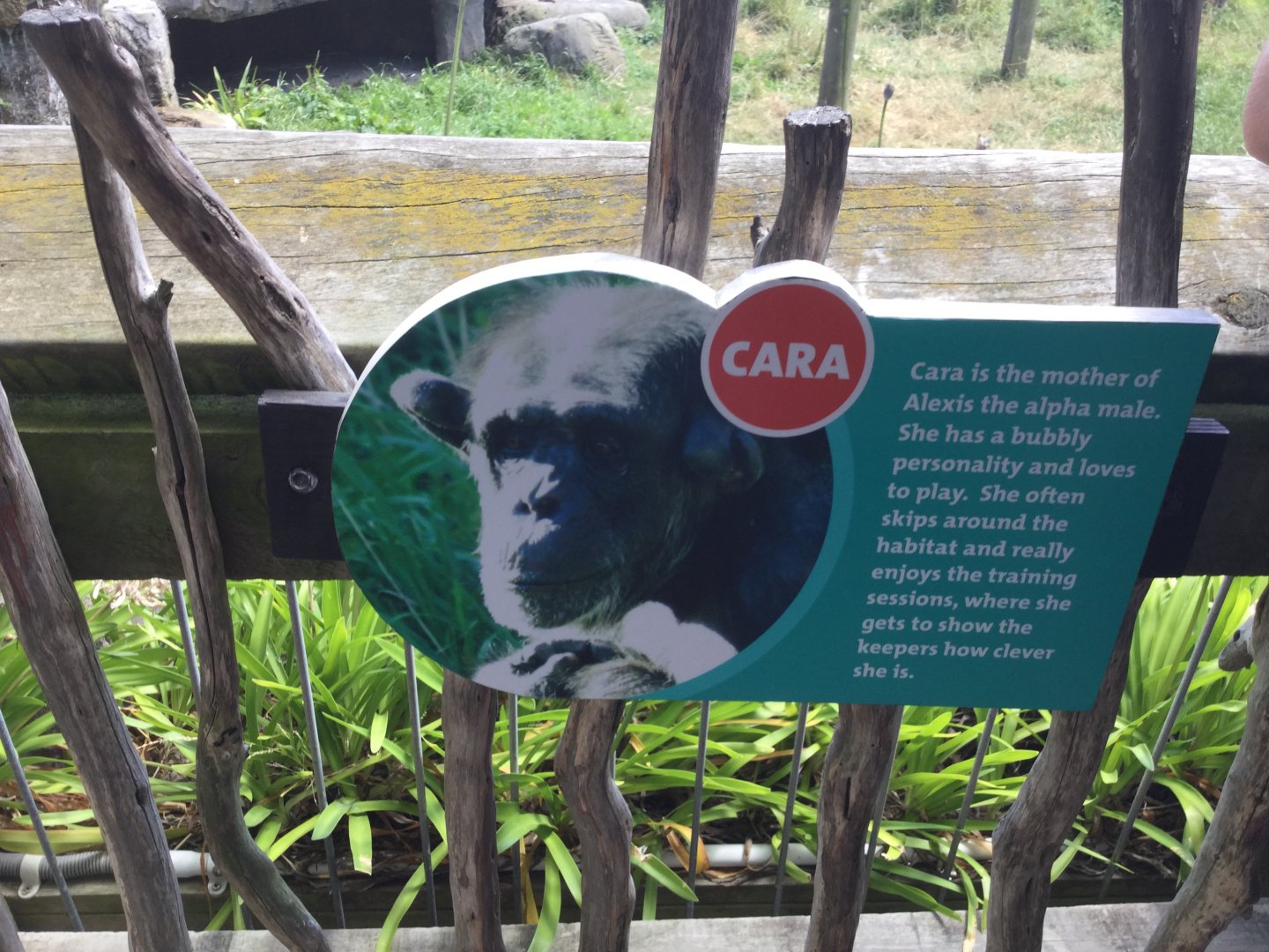 Chimpanzee Profiles 2019 - Cara (1981)