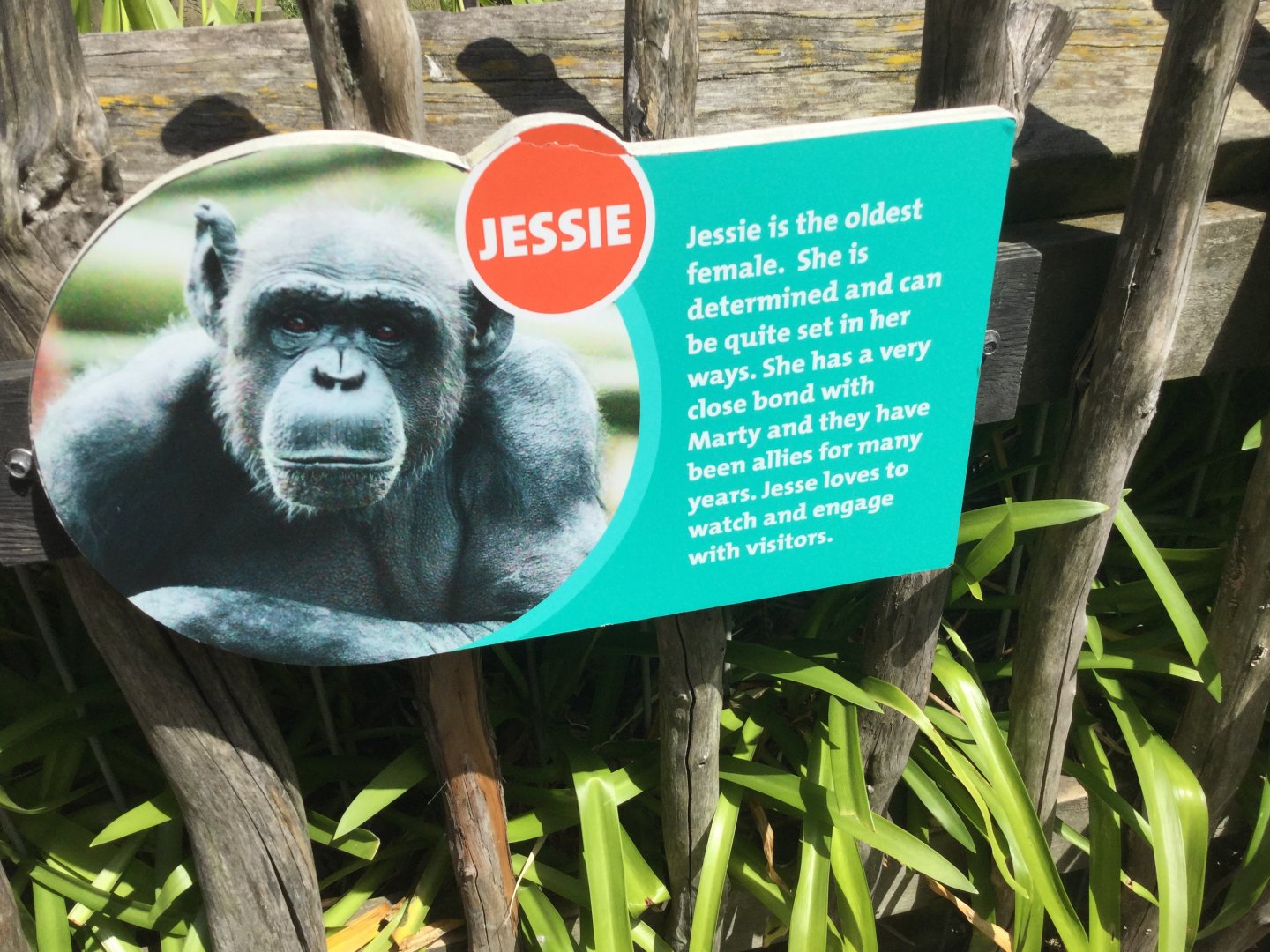 Chimpanzee Profiles 2019 - Jessie (1978)