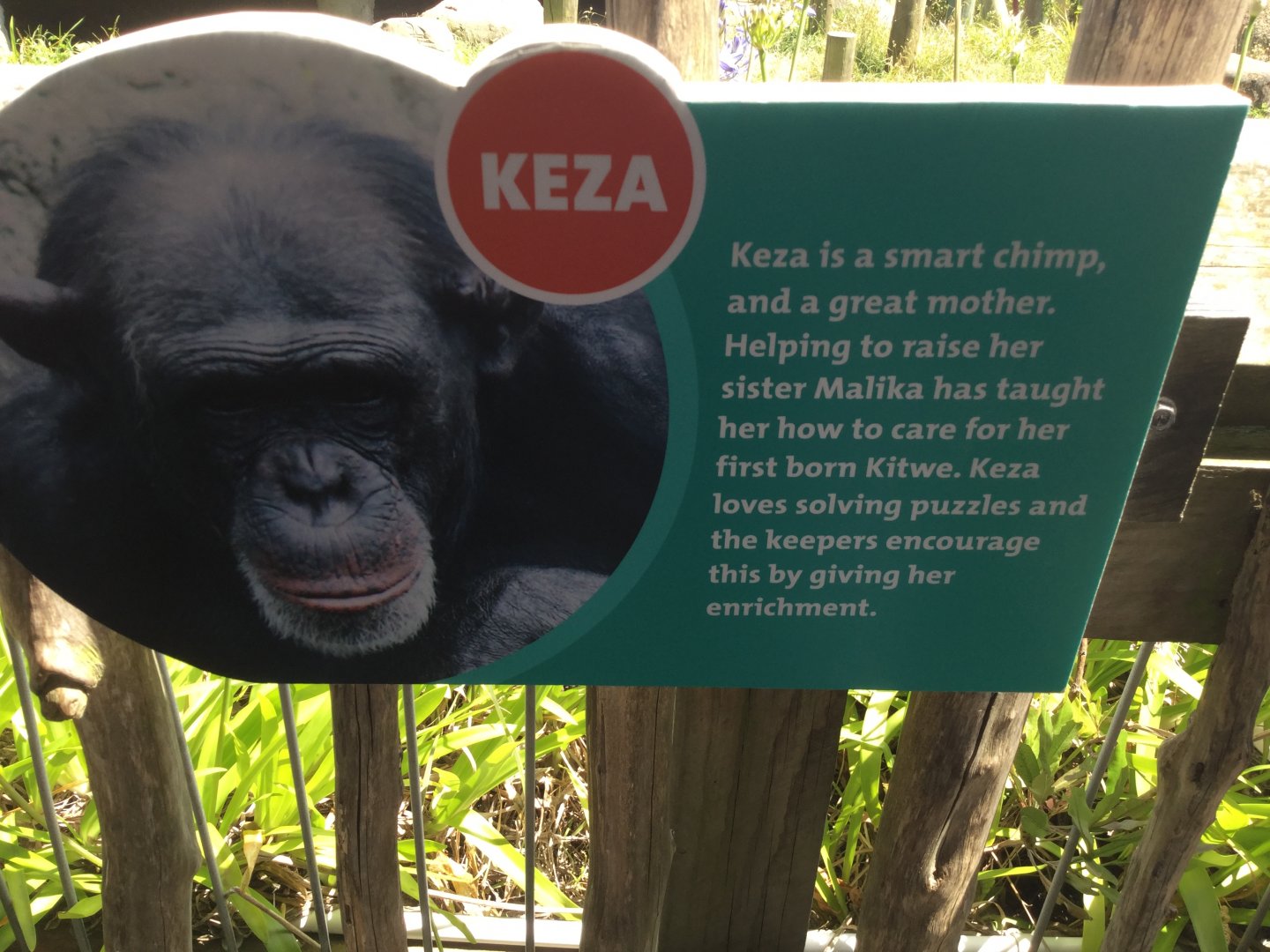 Chimpanzee Profiles 2019 - Keza (1998)