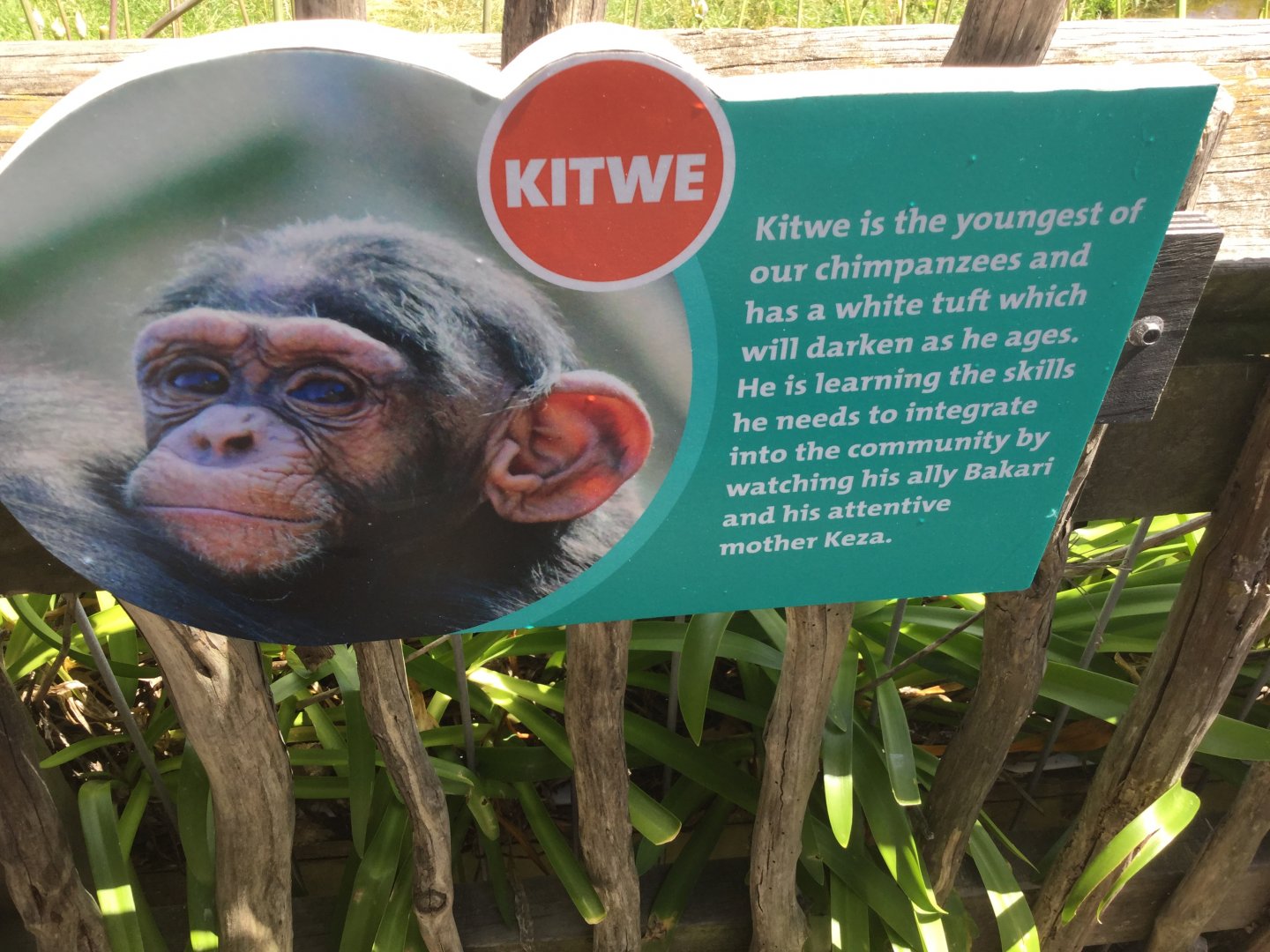 Chimpanzee Profiles 2019 - Kitwe (2014)