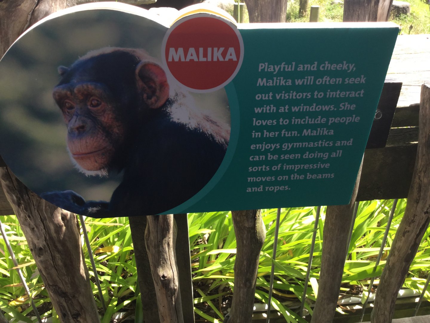 Chimpanzee Profiles 2019 - Malika (2010)