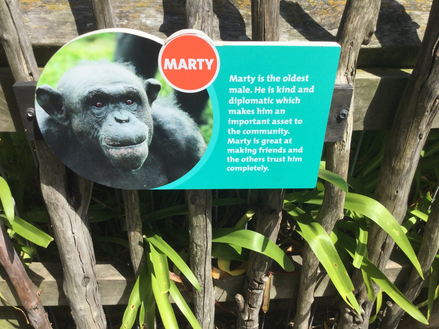 Chimpanzee Profiles 2019 - Marty (1987)