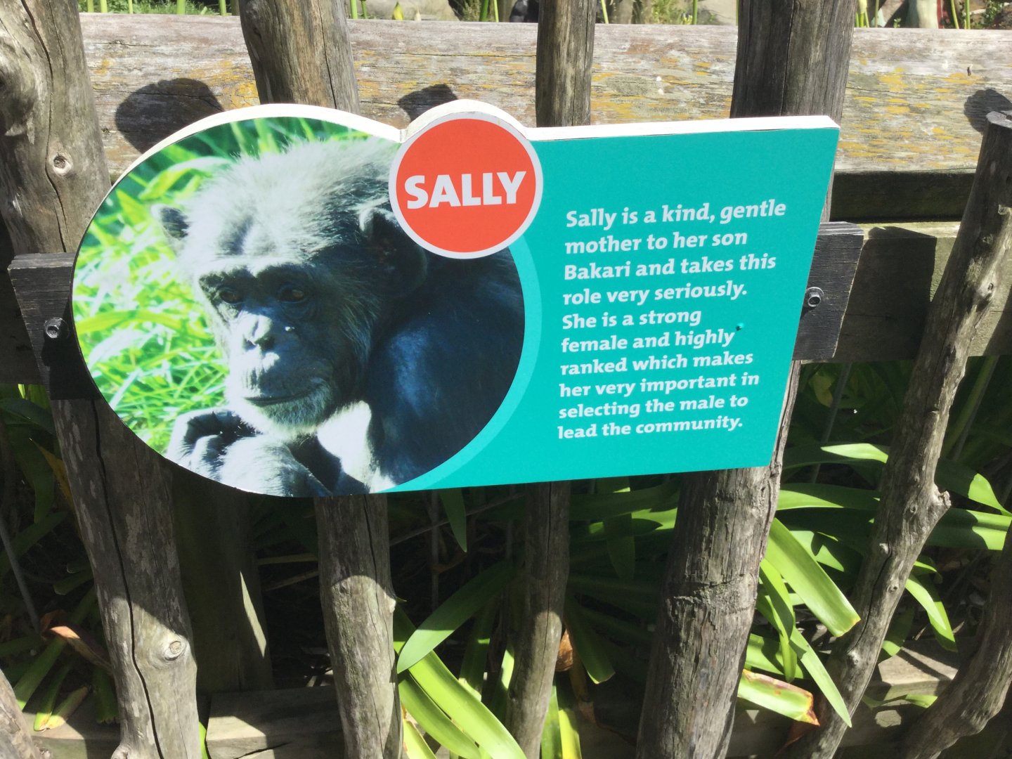 Chimpanzee Profiles 2019 - Sally (1985)
