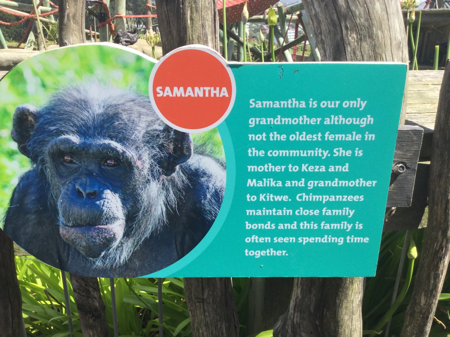 Chimpanzee Profiles 2029 - Samantha (1983)