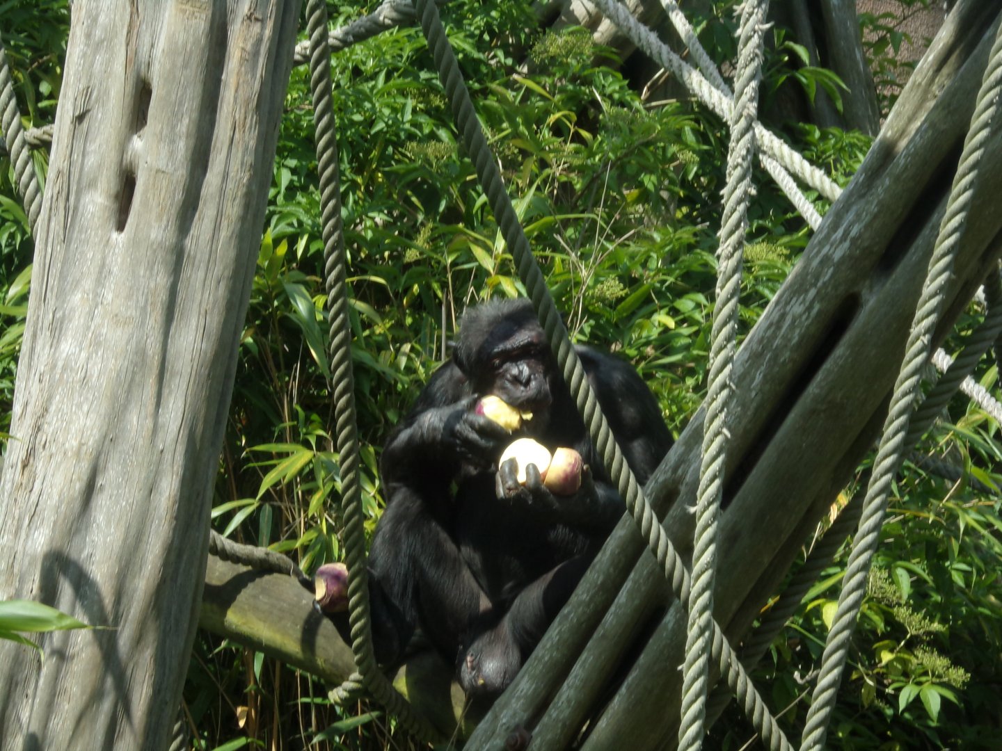 Chimpanzee “Qafzeh” 17.7.24