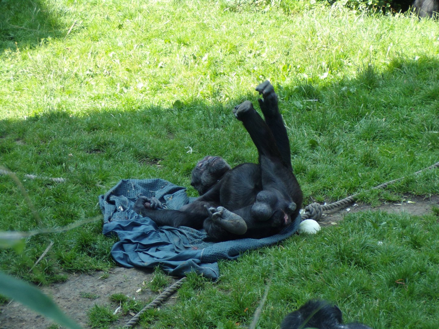 Chimpanzee “Qafzeh” relaxing 20.7.23