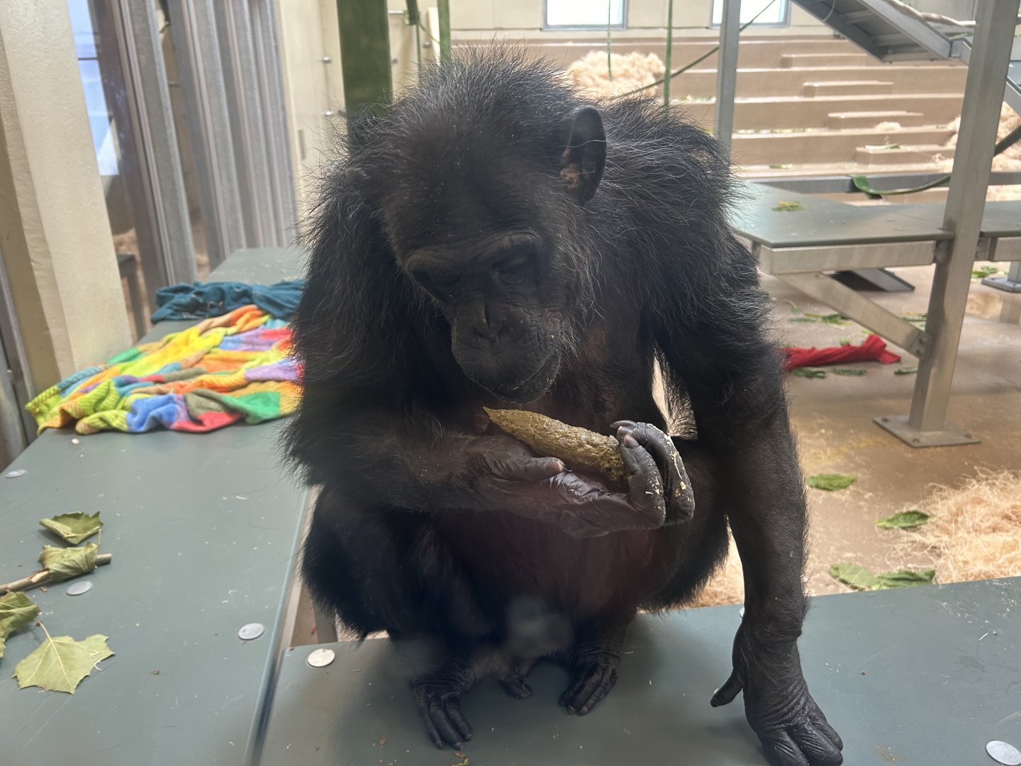 Chimpanzee “Recycling” - International Chimpanzee Complex