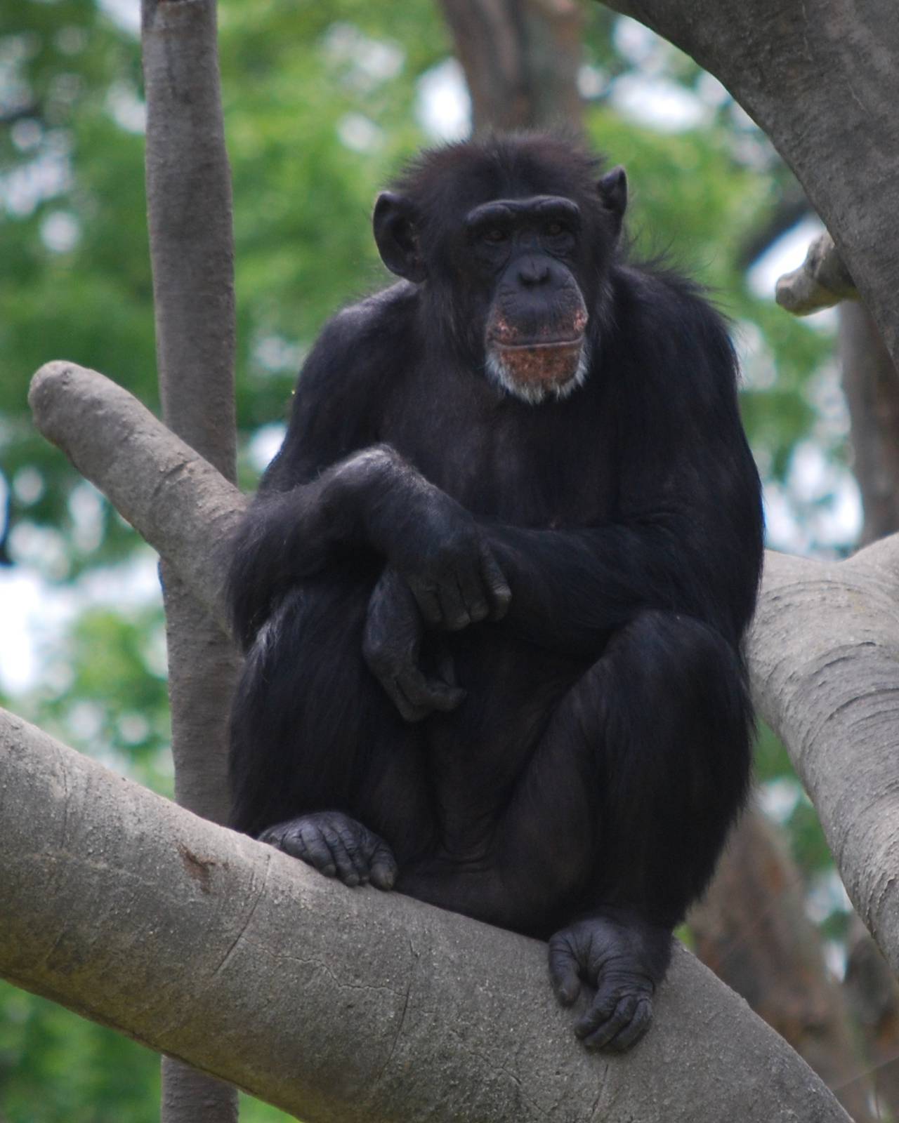 Chimpanzee relaxing in the summer sun