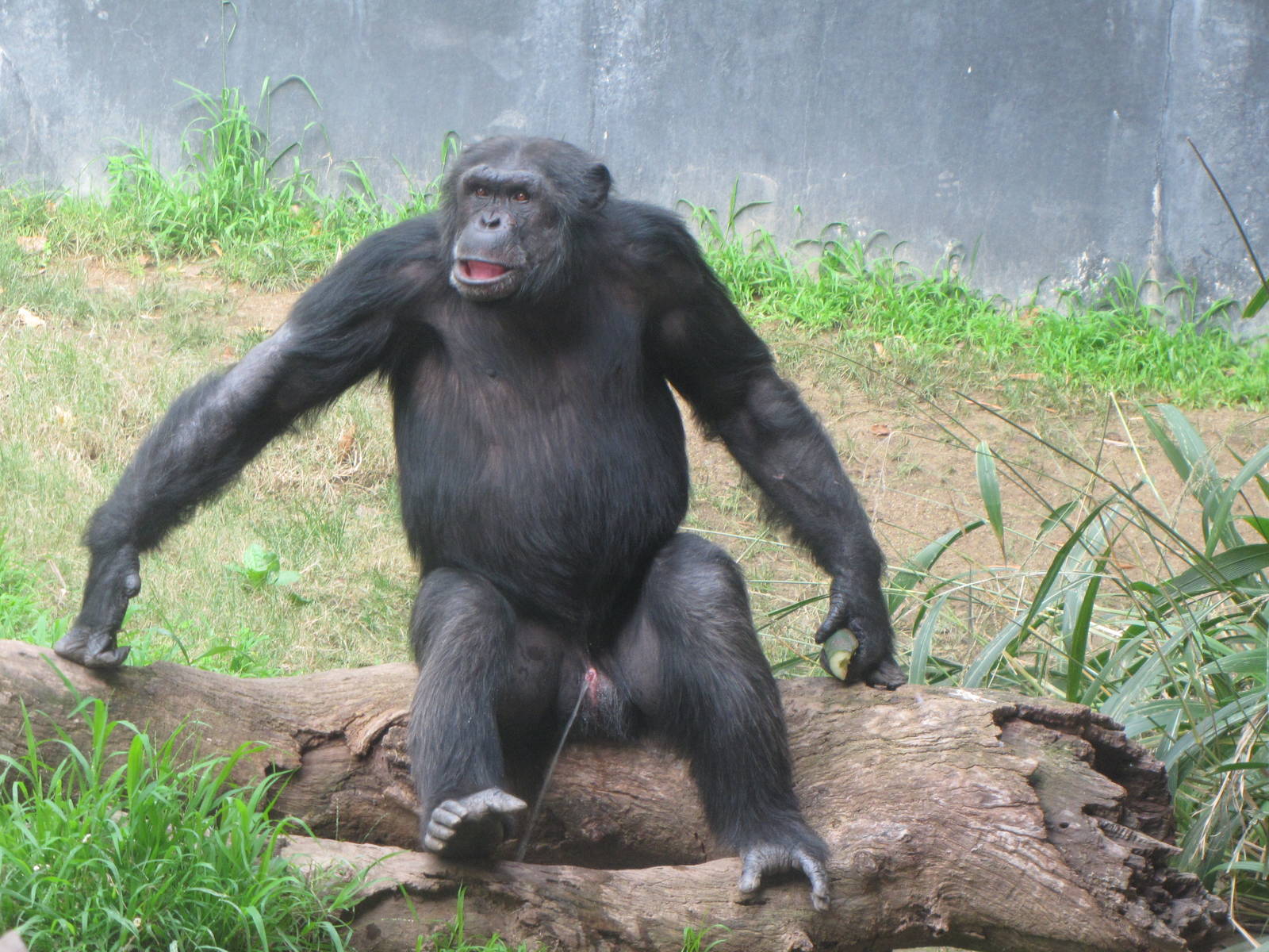 Chimpanzee Relieving Himself