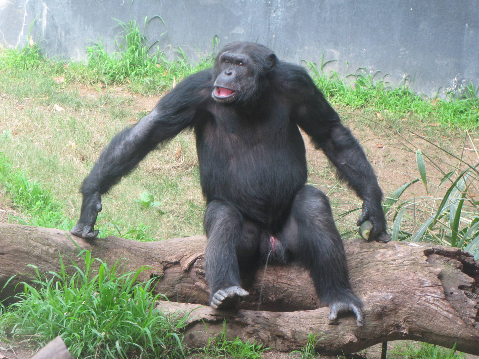 Chimpanzee Relieving Himself