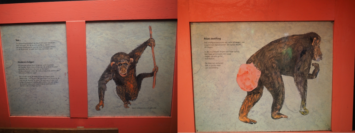 Chimpanzee reproduction signs