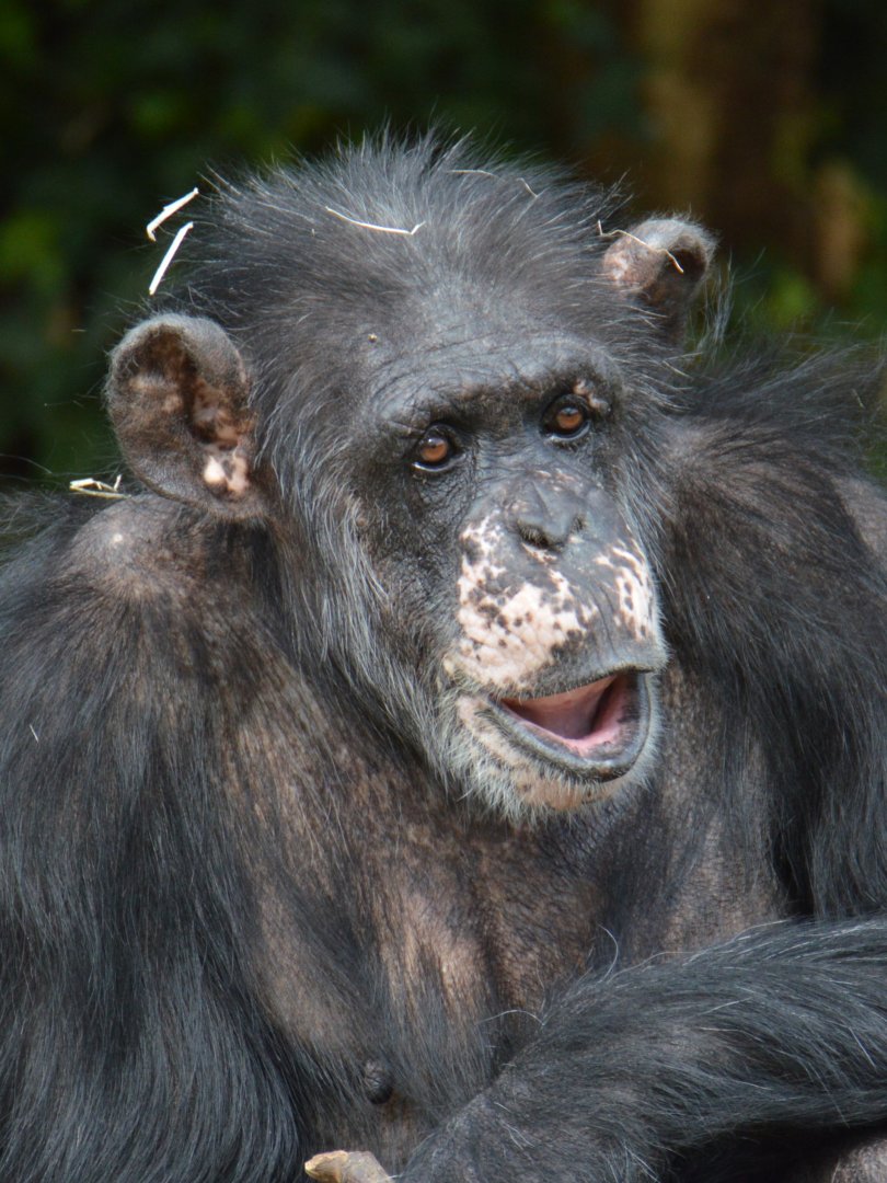 Chimpanzee Rosie