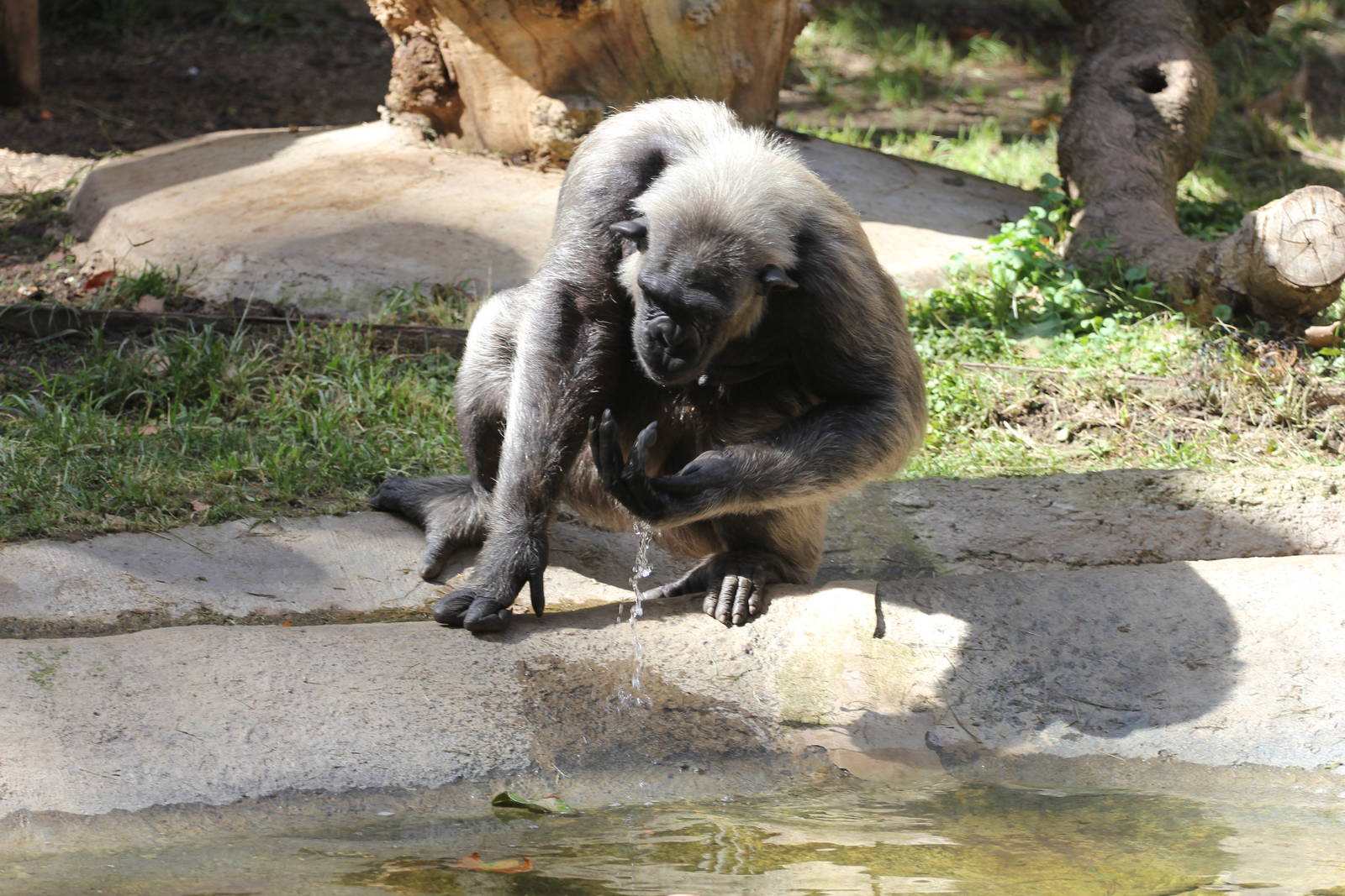 Chimpanzee?s drinking water