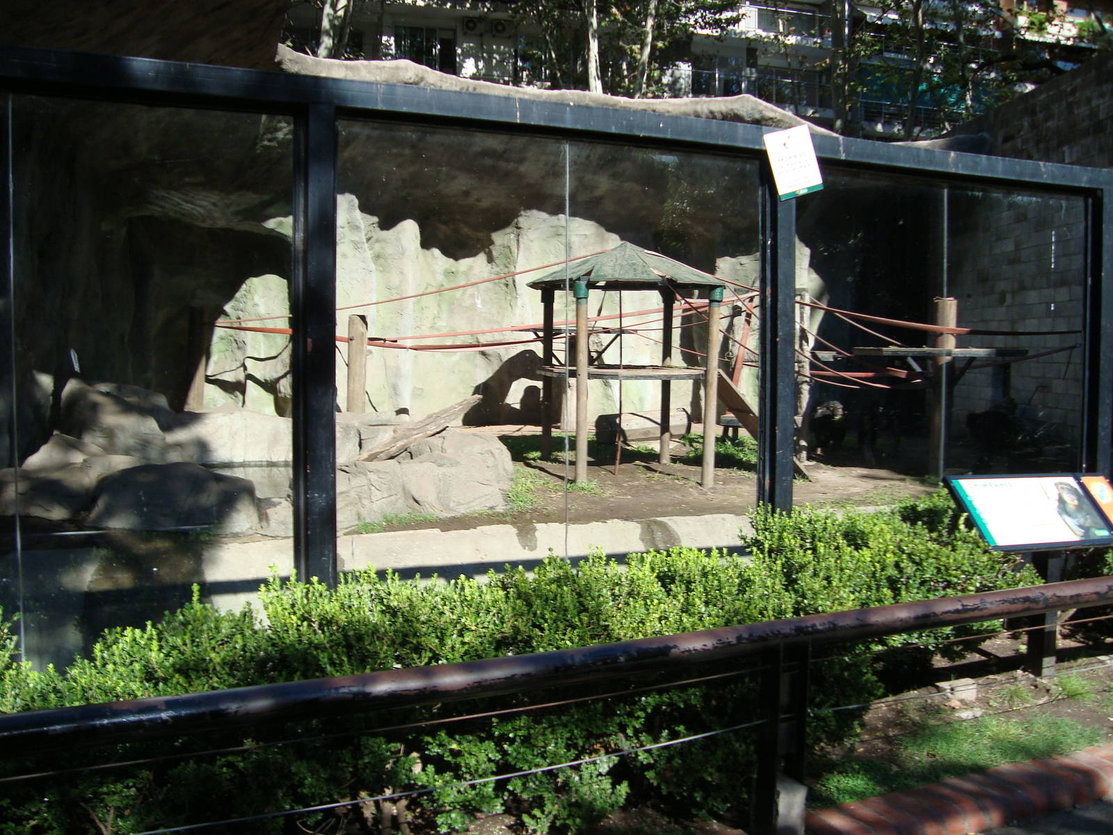 Chimpanzee`s exhibit