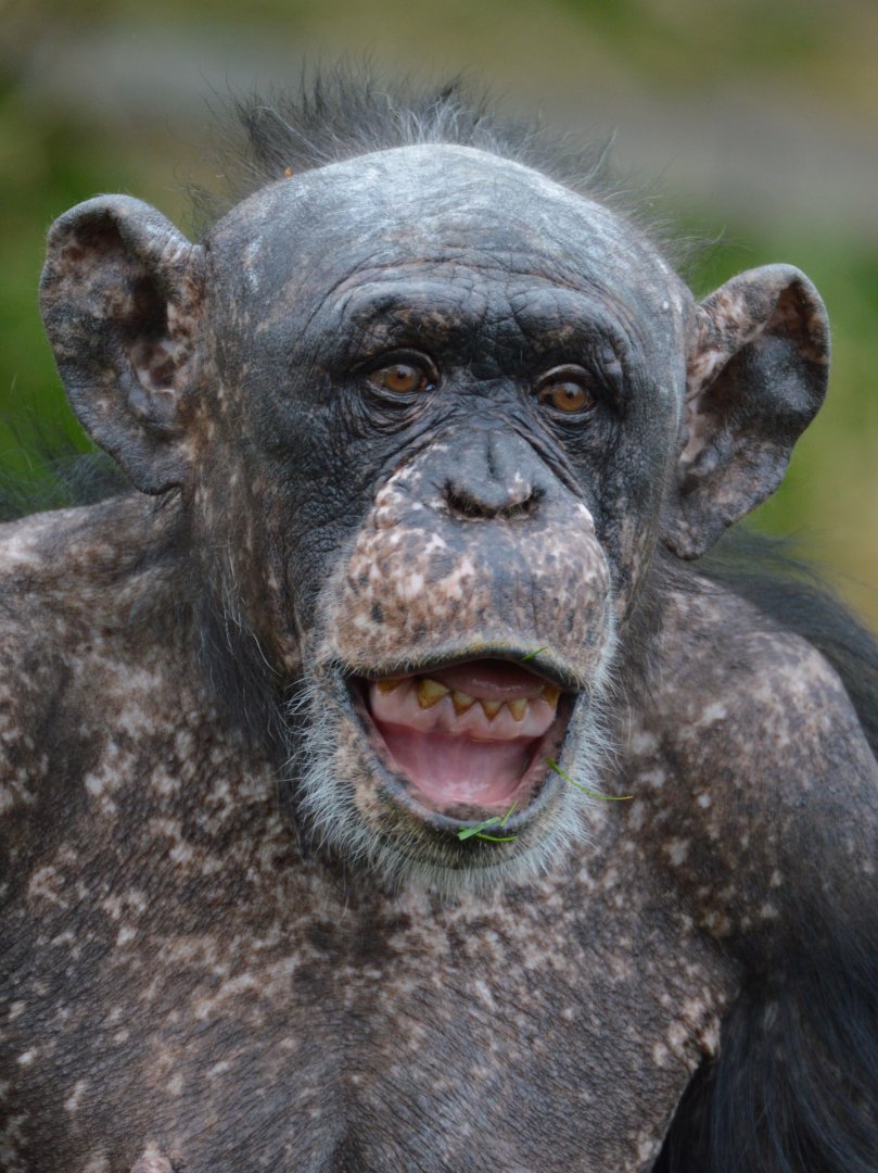 Chimpanzee Sally