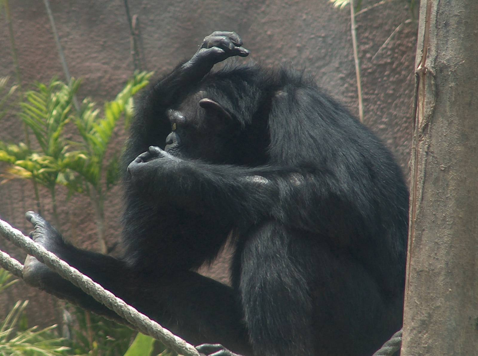 chimpanzee san juan aragon zoo