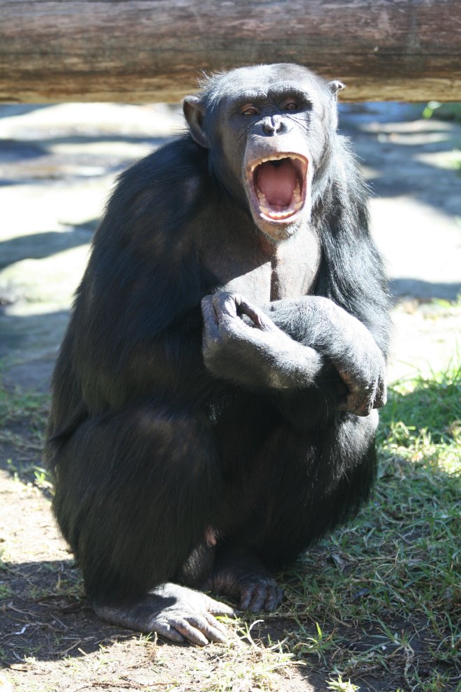 Chimpanzee 'Sandali', 2008