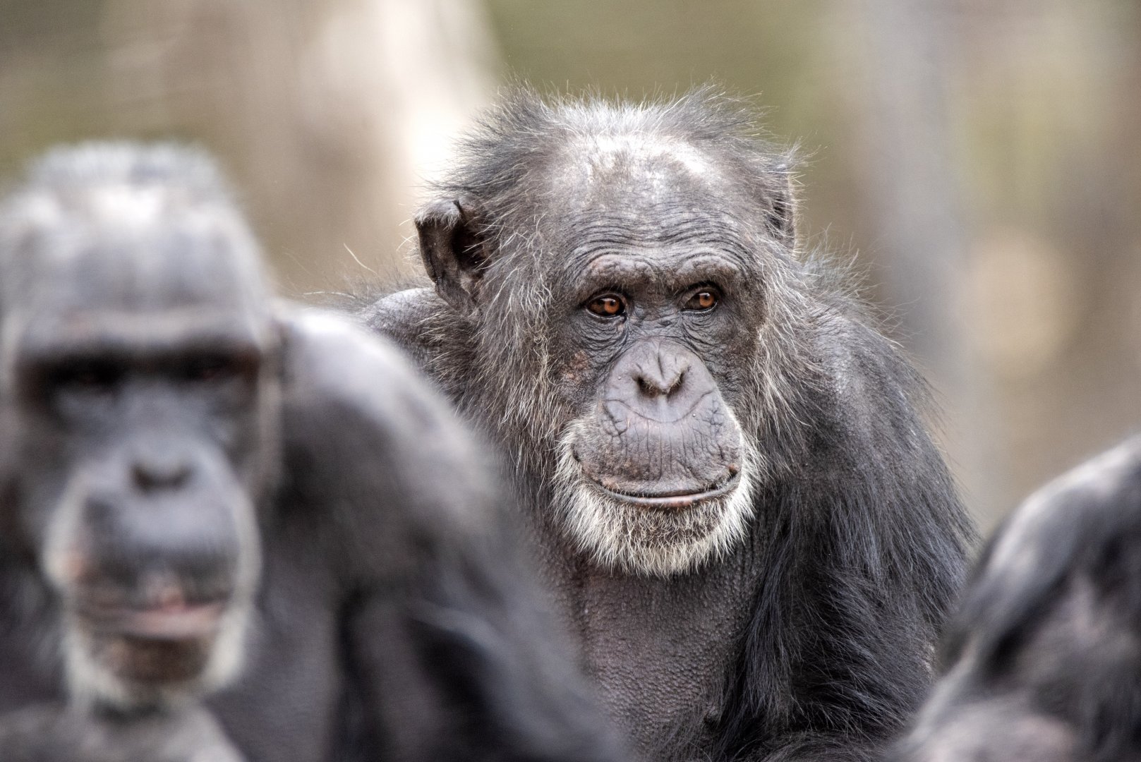 Chimpanzee 'Sandali'