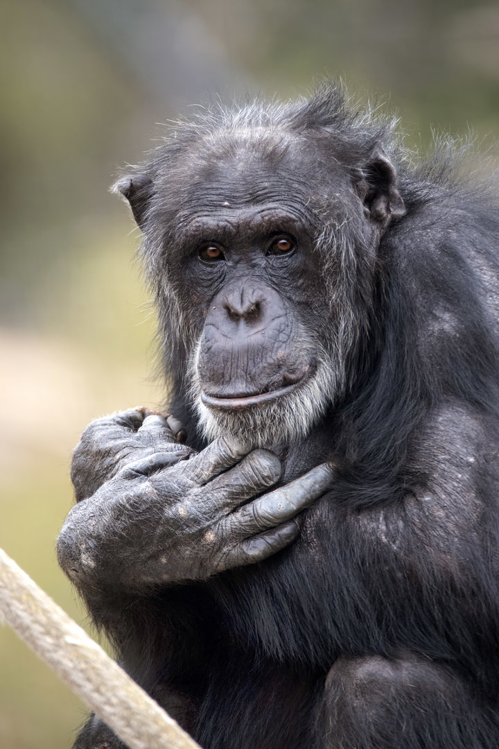 Chimpanzee 'Sandali'