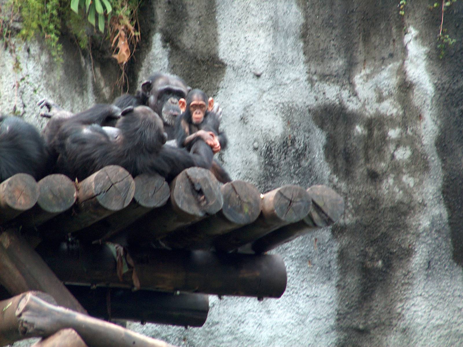 chimpanzee sao paulo zoo 2009
