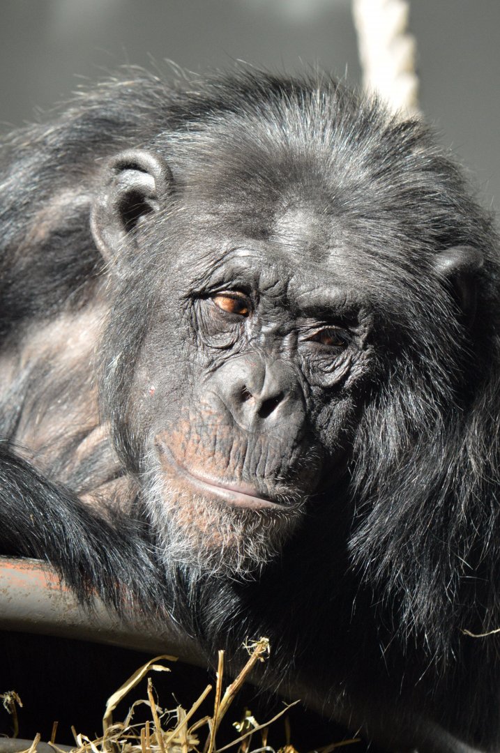 Chimpanzee 'Saphira'