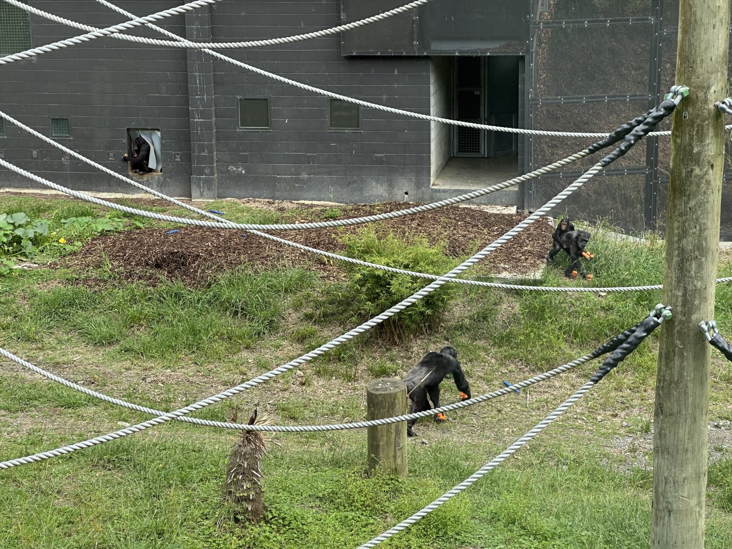 Chimpanzee scatter feed