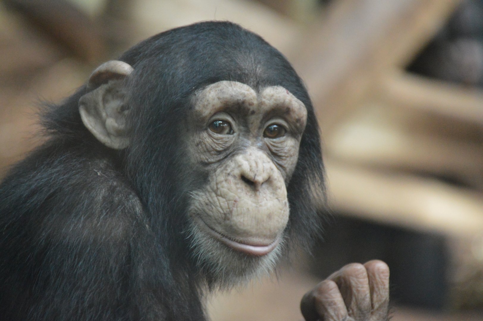 Chimpanzee Seli