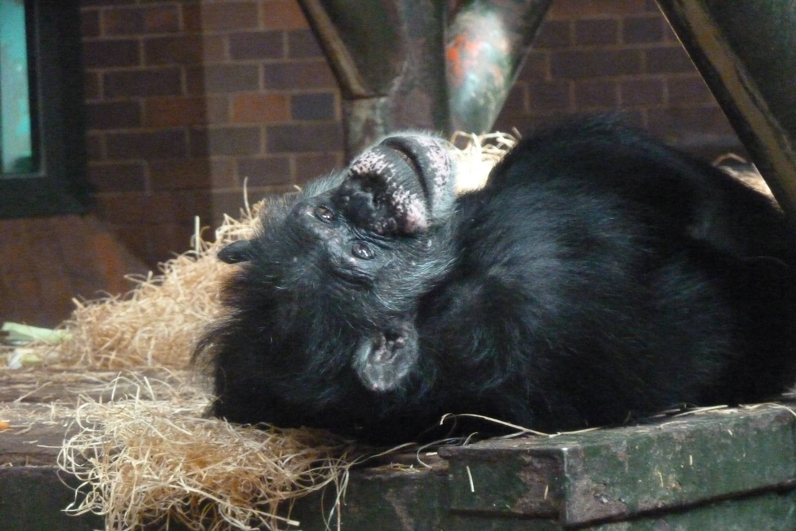 Chimpanzee, September 2016