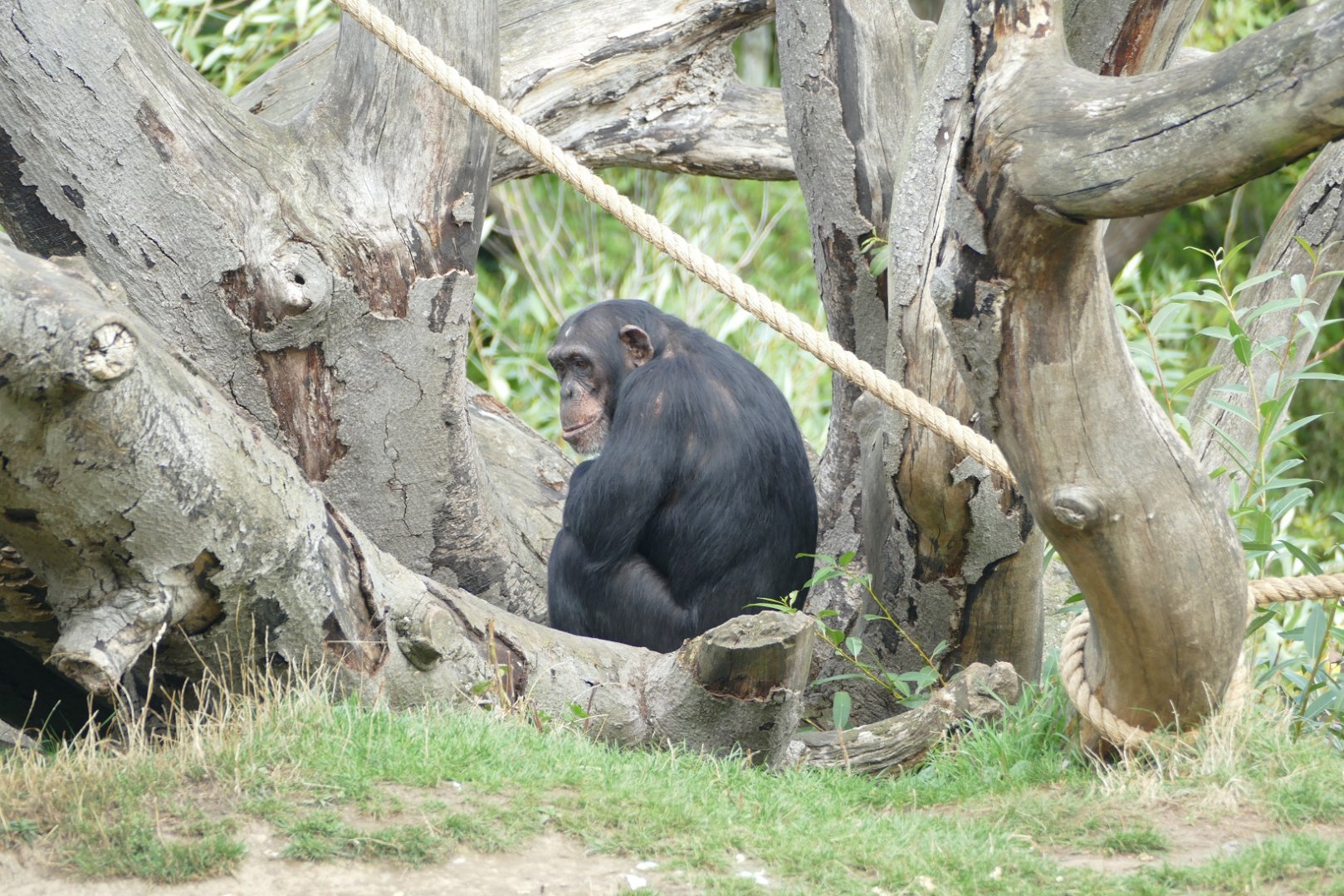 Chimpanzee, September 2018