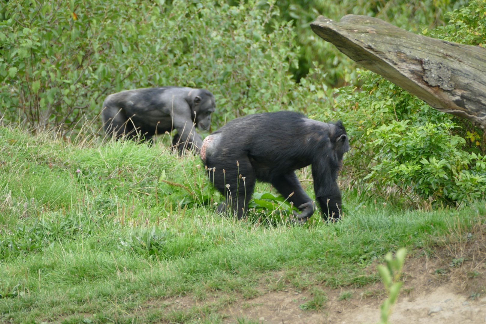Chimpanzee, September 2018