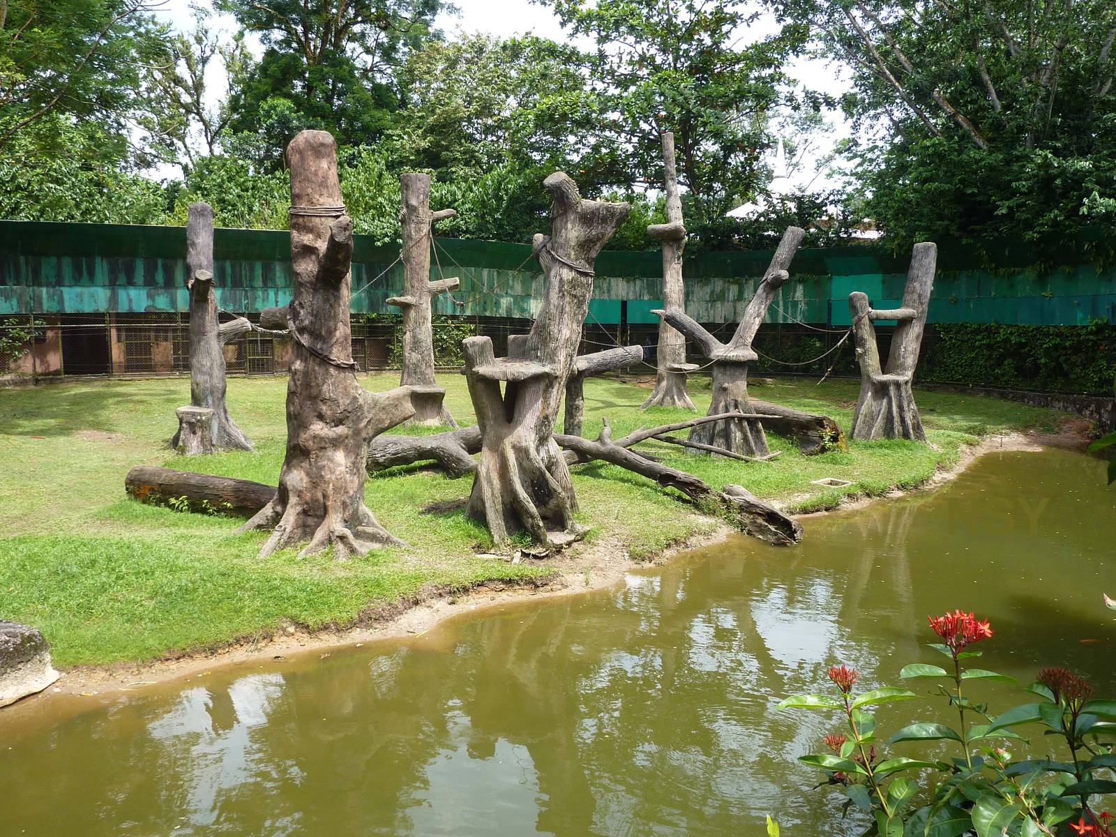 Chimpanzee/Serval enclosure, May 2013
