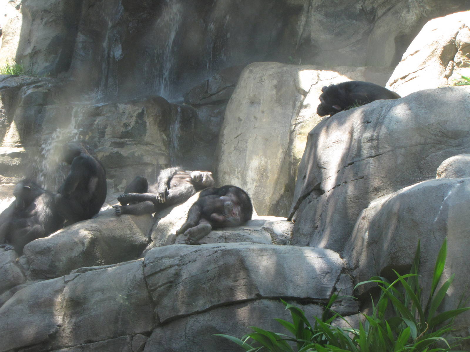 Chimpanzee Siesta