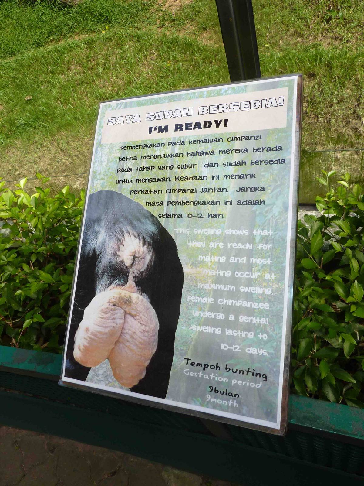 Chimpanzee sign, May 2013.